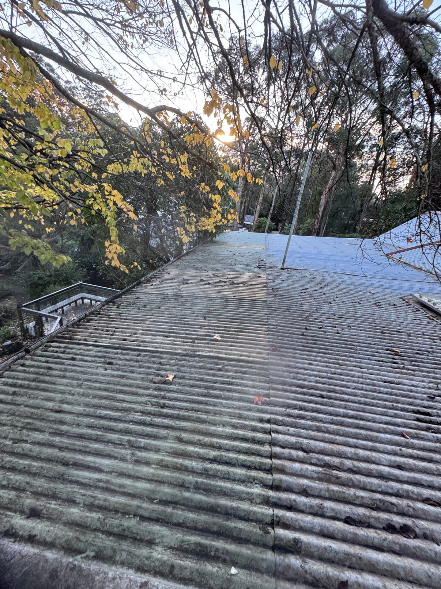 Moss and algae on a corrugated metal roof beside a wooden deck